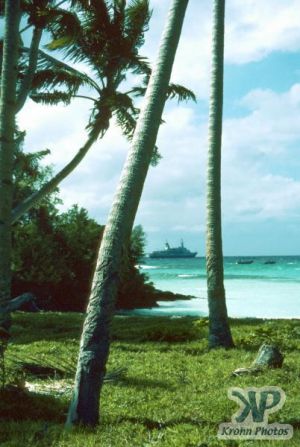cd46-s05.jpg - Palm Trees