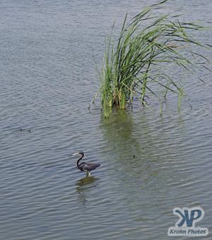 cd31-d06.jpg - Padre Island