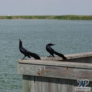 cd31-d12.jpg - Padre Island