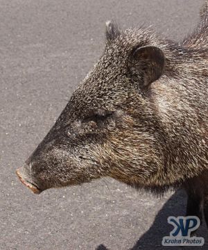 cd31-d19.jpg - Aransas National Wildlife Reserve