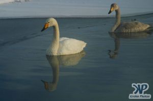 cd1012-d01.jpg - Two Swans