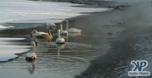 cd1012-d02.jpg - A group of swans