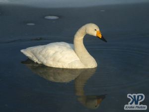 cd1012-d03.jpg - A single swan