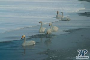 cd1012-d04.jpg - A group of swans