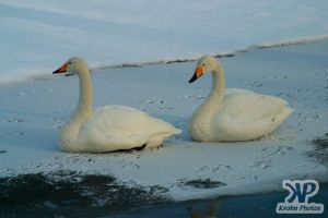 cd1012-d05.jpg - Two swans