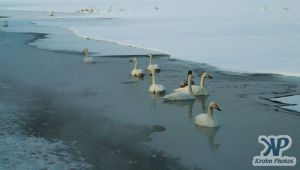 cd1012-d06.jpg - A group of swans