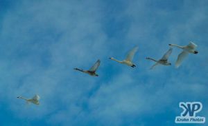 cd1012-d07.jpg - Group of swans