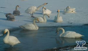 cd1012-d08.jpg - A group of swans