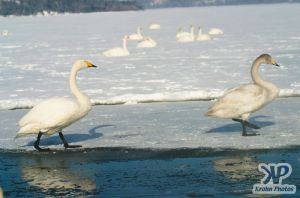 cd1012-d11.jpg - Two swans