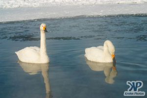 cd1012-d12.jpg - Two Swans