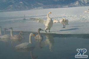 cd1012-d13.jpg - A swan