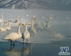 cd1012-d14.jpg - Swans