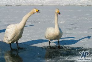 cd1012-d17.jpg - Two swans