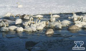 cd1012-d18.jpg - Lots of swans