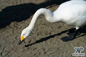 cd1012-d20.jpg - Swans