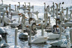 cd1013-d01.jpg - Flock of Swans