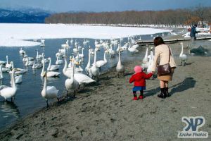 cd1013-d02.jpg - Feeding the Swans