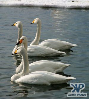 cd1013-d03.jpg - Two pairs of swans