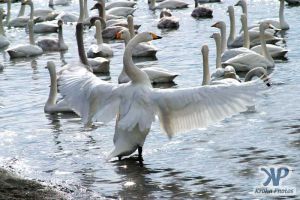 cd1013-d04.jpg - A swan