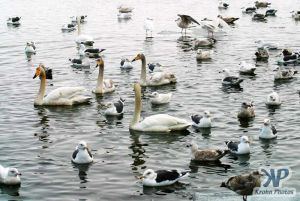 cd1013-d06.jpg - Swans