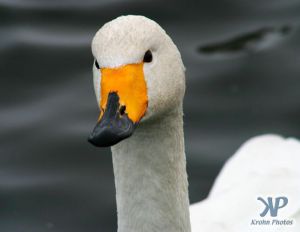 cd1013-d08.jpg - Swan