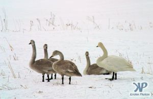 cd1013-d09.jpg - Swans