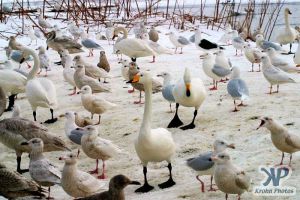 cd1013-d10.jpg - Swans and gulls