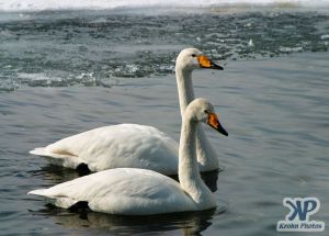 cd1013-d12.jpg - A pair of swans