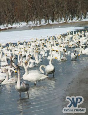 cd1013-d13.jpg - Lots of swans