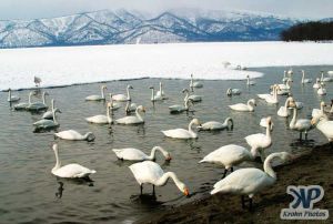 cd1013-d14.jpg - Swans