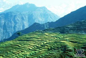 cd50-s01.jpg - Farming in Nepal