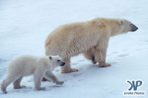 Scan-090716-0001.jpg - Polar Bears