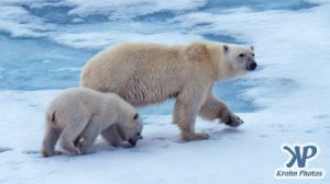 Scan-090716-0002.jpg - Polar Bears