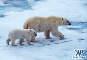 Scan-090716-0003.jpg - Polar Bears