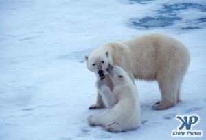 Scan-090716-0004.jpg - Polar Bears