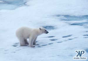 Scan-090716-0006.jpg - Polar Bear Cub