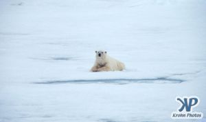 Scan-090828-0004.jpg - Polar Bear