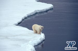 Scan-090828-0005.jpg - Polar Bear