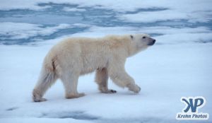 Scan-090828-0006.jpg - Polar Bear