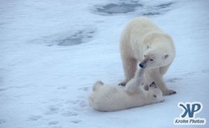 Scan-090828-0007.jpg - Polar Bears