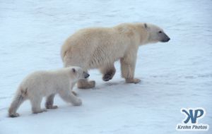 Scan-090828-0008.jpg - Polar Bears