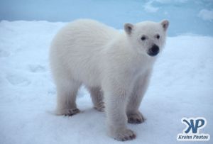 Scan-090828-0009.jpg - Polar Bear cub