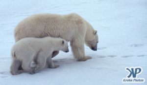 Scan-090828-0010.jpg - Polar Bears