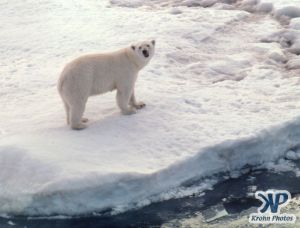 Scan-090828-0011.jpg - Large Polar Bear