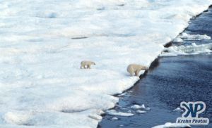 Scan-090829-0003.jpg - Polar Bears