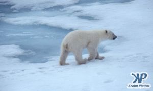 Scan-090829-0004.jpg - Lone Polar Bear