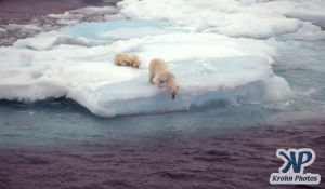 Scan-090829-0005.jpg - Polar Bears