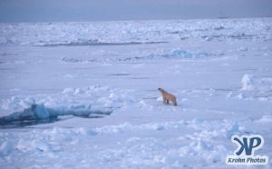 Scan-090829-0006.jpg - Lone Polar Bear