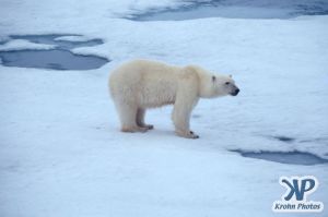 Scan-090829-0008.jpg - Polar Bear