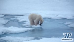 Scan-090829-0010.jpg - Polar Bear